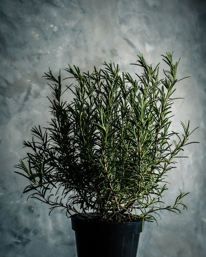 Rosemary Extract